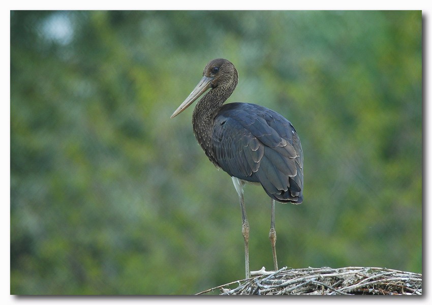 Cicognino nero - Ciconia nigra